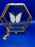 vlinder in vitrine, Ophalen, Nieuw, Insect, Opgezet dier