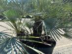 Chamaerops humilis Cerifera palmboom te koop, Tuin en Terras, In pot, Zomer, Volle zon, Ophalen of Verzenden