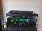 60x30 aquarium, Dieren en Toebehoren, Vissen | Aquaria en Toebehoren, Ophalen, Zo goed als nieuw, Gevuld zoetwateraquarium