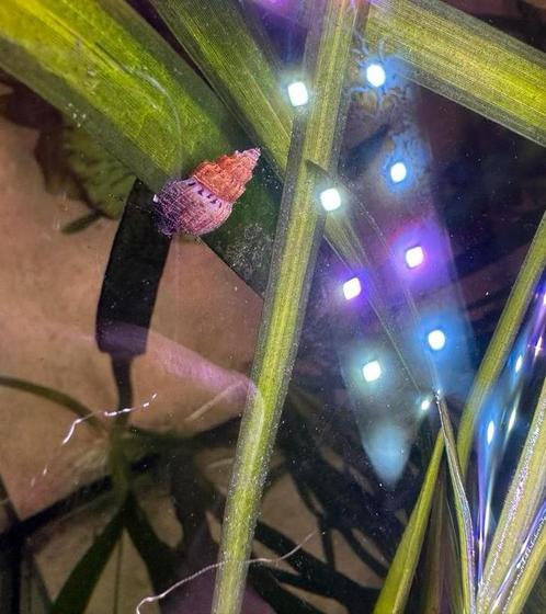 Thiara Scabra, Dieren en Toebehoren, Vissen | Aquariumvissen, Zoetwatervis, Slak of Weekdier