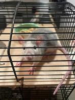 Warm & liefdevol plekje voor ons jonge ratje REMY, Rat, Mannelijk, Juli, Tam