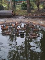 Mandarijnen eenden te koop, Dieren en Toebehoren, Pluimvee, Meerdere dieren, Eend