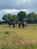 Weidegang aangeboden, Weidegang