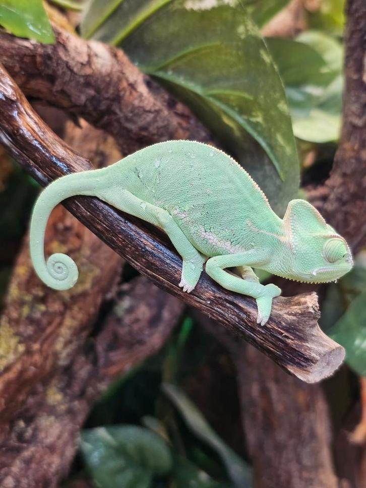 Jemen kameleons (Chamaeleo calyptratus)