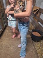 Kitten, Dieren en Toebehoren, Katten en Kittens | Overige Katten, Meerdere dieren