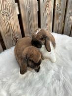 Lieve tamme 2 nhd voedsters, Dieren en Toebehoren, Konijnen, Vrouwelijk, Dwerg