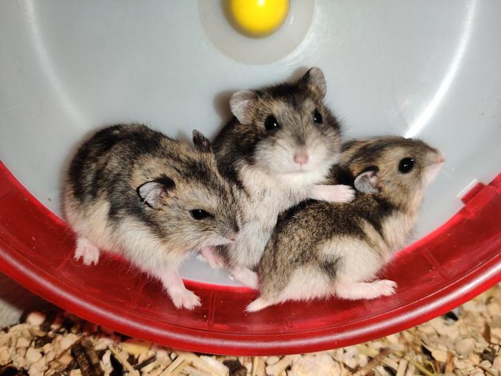 Tip voor kerst: tamme dwerghamster + kooi/spullen naar keuze, Dieren en Toebehoren, Knaagdieren, Meerdere dieren, Hamster, November