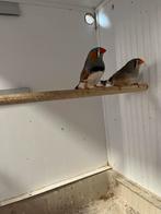 Jonge zebravinken, Dieren en Toebehoren, Meerdere dieren, Tropenvogel, Geringd
