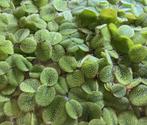 Salvinia minima, Dieren en Toebehoren, Vissen | Aquaria en Toebehoren, Ophalen, Nieuw, Plant(en), Steen of Hout
