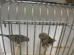 8 kanarie,s 2025  (glosters) 6 poppen en 2 mannen, Meerdere dieren, Postuurkanarie