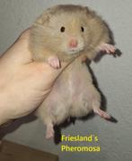 🐹 Syrische hamster / goudhamster nestje van hobbyfokker, Dieren en Toebehoren, Hamster, Augustus, Meerdere dieren, Tam