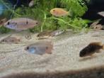 Mix rode acara x Hemichromis Exsul, Vis