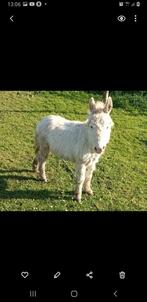 Te koop witte mediterrane mini ezel hengst met stamboek papi, Dieren en Toebehoren, April, Mannelijk