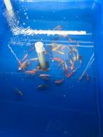 Koi 12-14 cm desgewenst bezorgd aan huis, Dieren en Toebehoren, Vissen | Vijvervissen, Karper of Koi