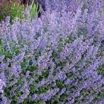 Nepeta faassenii, kattekruid, Ophalen, Bodembedekkers, Volle zon, Vaste plant