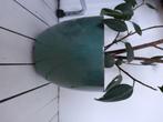 Bloempot (met plant), Rond, Zo goed als nieuw, Minder dan 40 cm, Aardewerk