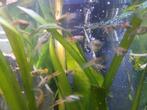 Mooie mannelijke guppen, Dieren en Toebehoren, Vissen | Aquariumvissen, Vis