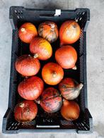 Partijtje soeppompoenen, Tuin en Terras, Planten | Tuinplanten, Ophalen, Eenjarig, Groenteplanten, Volle zon