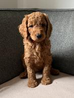 Prachtige Australian labradoodle pups, Dieren en Toebehoren, Overige rassen, 8 tot 15 weken, Meerdere, Meerdere dieren