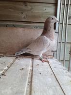 Kleurpostduif doffer van 2025, Dieren en Toebehoren, Vogels | Duiven, Mannelijk, Postduif