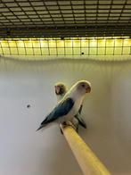 Agapornis fischeri, Dieren en Toebehoren, Vogels | Parkieten en Papegaaien, Dwergpapegaai of Agapornis