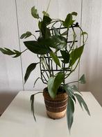 Epipremnum Pinnatum ‘Green Form’ met lange stekken, incl.pot, Overige soorten, In pot, Minder dan 100 cm, Groene kamerplant