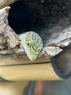 Phelsuma Standingi, Dieren en Toebehoren, Reptielen en Amfibieën, Hagedis, 0 tot 2 jaar