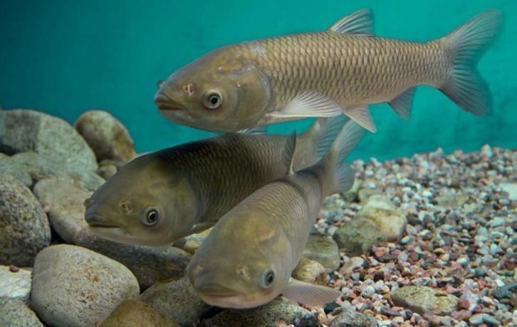 Woekerende planten, grote graskarpers helpen echt. 35/38 cm, Tuin en Terras, Waterpartijen en Fonteinen, Nieuw, Overige typen