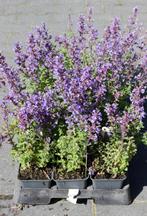 Nepeta faassenii - laagblijvend kattenkruid gifvrij, Volle zon, Vaste plant, Zomer, Ophalen
