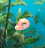 Oranje posthorenslakjes, Kreeft, Krab of Garnaal