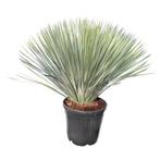Yucca rostrata - Volledig winterhard - gemakkelijke zorg, Tuin en Terras, Planten | Tuinplanten, Zomer, Vaste plant, Ophalen of Verzenden