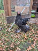 Jonge brahma hanen, Dieren en Toebehoren, Mannelijk, Kip