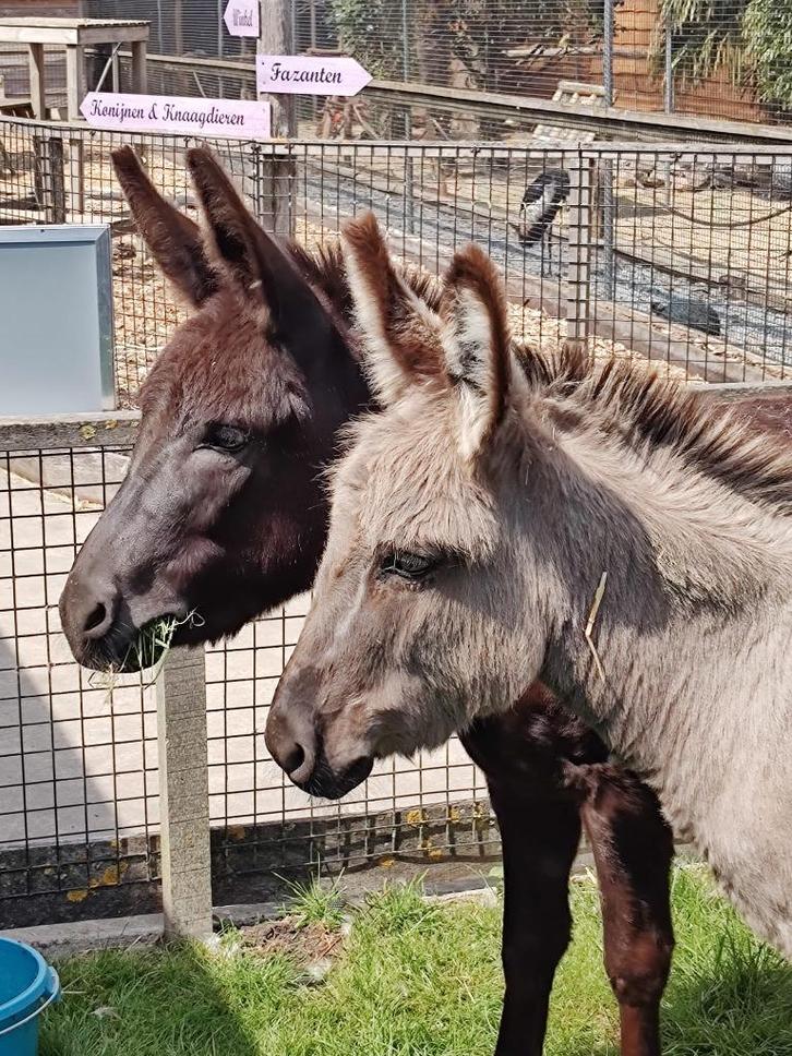 Tamme ezelinnen | Brenda en Loes | Lieve ezels, Dieren en Toebehoren, Overige Dieren, Vrouwelijk, Mei