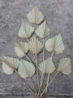 35% sale Droogbloemen groothandel palm palmblad diy, Huis en Inrichting, Nieuw, Ophalen of Verzenden, Nvt, Nvt