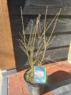 Dwergsering 'Miss Kim', Ophalen of Verzenden, Overige soorten, Struik, Minder dan 100 cm