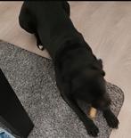 Gekruisde stafford, Dieren en Toebehoren, Teef, Eén hond, 3 tot 5 jaar, Nederland
