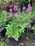 Zeeuws Knoopje / Astrantia tuinplant in de kuip dus zo mee ., Vaste plant, Halfschaduw, Lente, Ophalen