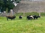 Ruischaap dekrammen, Mannelijk, Schaap