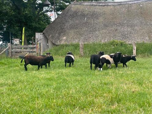 Ruischaap dekrammen, Dieren en Toebehoren, Schapen, Geiten en Varkens, Schaap, Mannelijk
