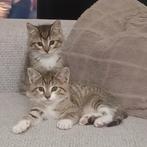 Katjes, kittens, broer en zus. 3,5 maand oud., Meerdere dieren