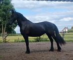 Lieve drachtige friese merrie, Dieren en Toebehoren, Paarden, Merrie, Recreatiepaard