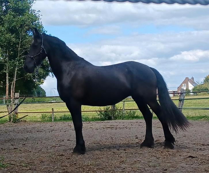 Lieve drachtige friese merrie, Dieren en Toebehoren, Paarden, Merrie, Recreatiepaard