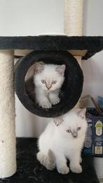 Prachtige Britse korthaar (katers), Dieren en Toebehoren, Katten en Kittens | Raskatten | Korthaar, Ontwormd, 0 tot 2 jaar, Kater