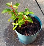 Fuchsia bellen plant te koop, Tuin en Terras, Planten | Tuinplanten, Ophalen, Zomer, Volle zon