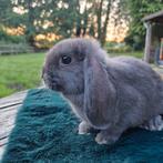 NHD blauw nest, Meerdere dieren, Dwerg, Hangoor, 0 tot 2 jaar