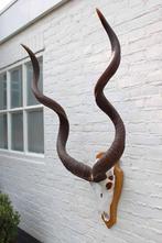 Grote schedel KUDU ANTILOPE op houten schild (ref. E), Ophalen, Gebruikt, Wild dier, Schedel
