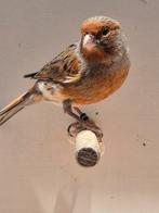 Harlekijn kanaries, Dieren en Toebehoren, Vogels | Kanaries, Mannelijk, Postuurkanarie