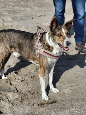 Hond griekse mix   7 jaar  beschikbaar voor biedingen