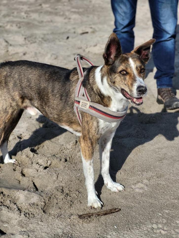 Hond griekse mix   7 jaar, Dieren en Toebehoren, Honden | Niet-rashonden, Middel, Reu, Particulier, Eén hond, Nederland, 6 jaar of ouder