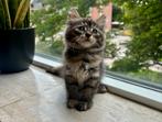 Prachtige Zuivere Siberische Kittens! Sibeer Kitten!, Meerdere dieren, Gechipt, 0 tot 2 jaar